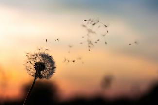 Dandelion blowing in the wind.